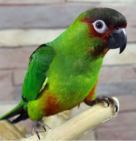 Medium Green Nanday Conure
