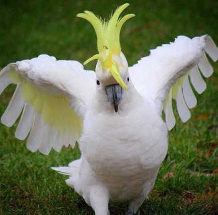 /products/medium-citron-citron-crested-cockatoo/