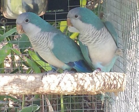 Blue Quaker Parrot Babies
